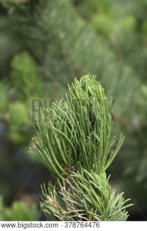 Black Pine Oregon Green - Latin Name - Pinus Nigraa Oregon Green