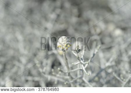 Silver Cushion Bush - Latin Name - Calocephalus Brownii