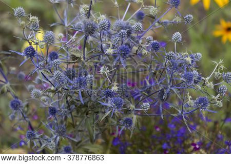 A Bouquet Of A Herb Used In Medicine With Blue Thorny Flowers Called Bluehead, Or Eringium (lat.erýn