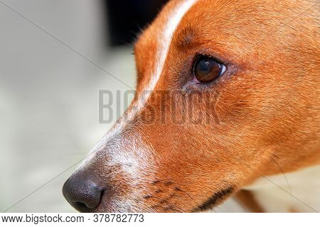 Close Up Of Redness And Bump In The Eye Of A Dog. Conjunctivitis Eyes Of Dog. Medical And Health Car