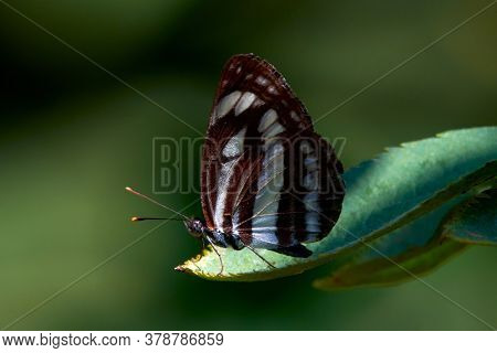 common glider butterfly resting on green leaf. Black and white butterfly in natural habitat (neptis sappho)