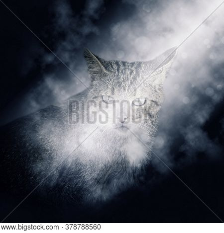 Wild Forest Cat Sitting Lit By A Ray Of Moonlight. Night Hunter, Night Predator. European Wildcat, F