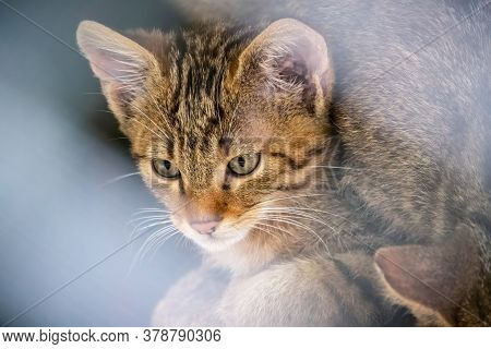 Portrait Of Young Wild Forest Cat. The European Wildcat Is A Wildcat Species Native To Continental E