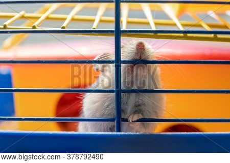 Small Gray Jungar Hamster Rat In Yellow Home Cage.