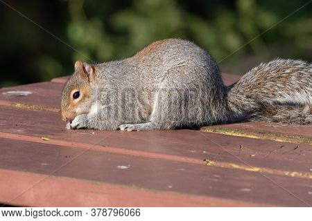 Portrait Of A Grey Squirrel (sciurus Carolinensis) Eating Nuts Off Of A Picnic Table.