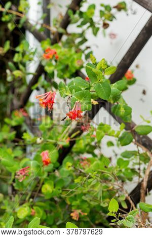 Beautiful Milin Flowers In Garden, Nature Background. Flowers Of Red Trumpet Wine Or Campsis Radican