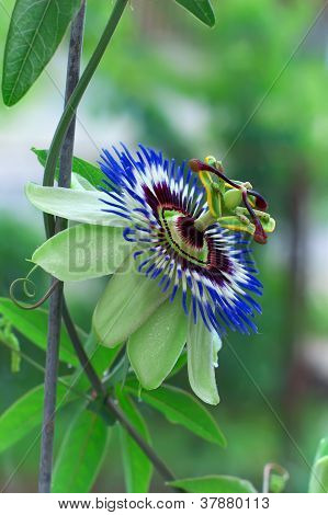 Beautiful Blomming Passion Flower. Passï¿½flora