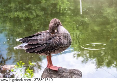The Wild Greylag Goose Standing On The Green Shore Of The Pond And Cleans Its Feathers. The Greylag 