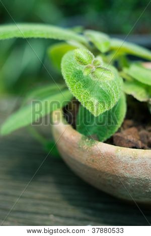 Episcia cupreata