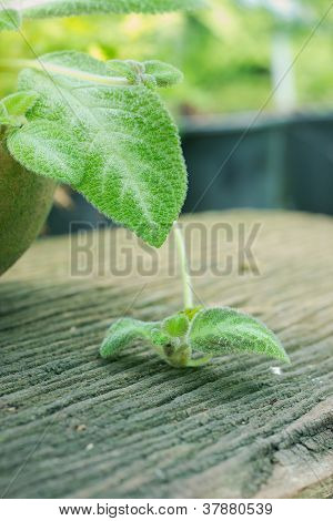 Episcia cupreata