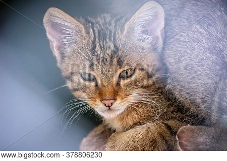 Portrait Of Young Wild Forest Cat. The European Wildcat Is A Wildcat Species Native To Continental E