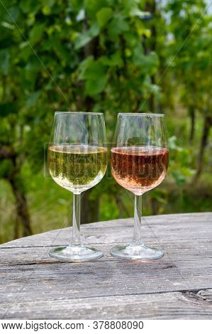 Tasting Of Dutch Sparkling Rose And Dry White Wine On Vineyard In Summer