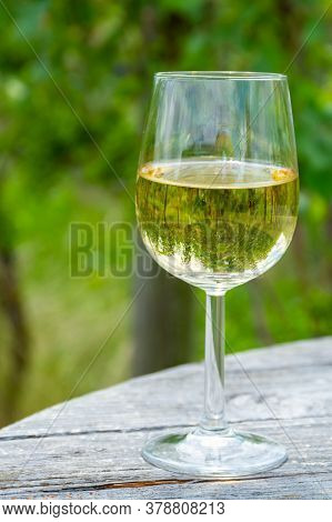 Tasting Of Dutch Dry White Wine In Glass On Vineyard In Summer