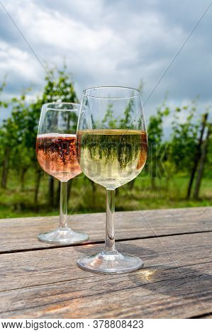 Tasting Of Dutch Sparkling Rose And Dry White Wine On Vineyard In Summer