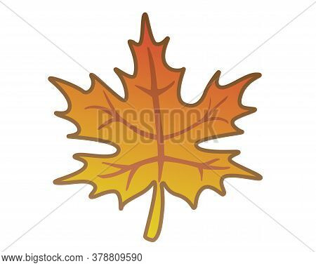 Maple Leaf - Vector Full Color Illustration. Autumn Orange Maple Leaf.