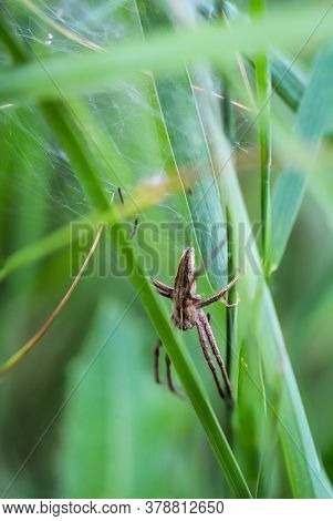 Close-up Of A Spider That Has Hidden Its Web In The Grass.