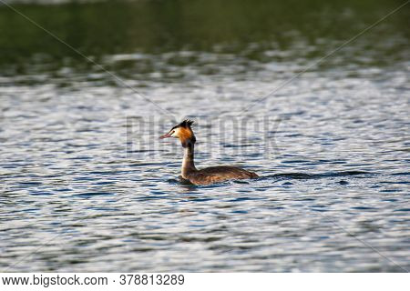 A Portrait Of A Great Crested Grebe Swimming On A Lake.