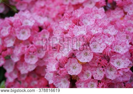 Kalmia Latifolia Flowers With Leaves Close Up. Also Known As Mountain Laurel, Calico-bush, Or Spoonw