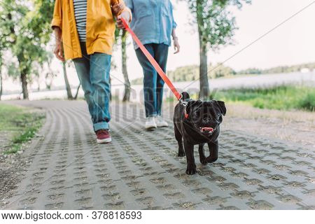 Selective Focus Of Pug Dog Walking Near Elderly Couple On Path In Park