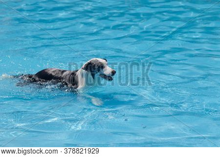 Dog Playing And Swimming In The Pool