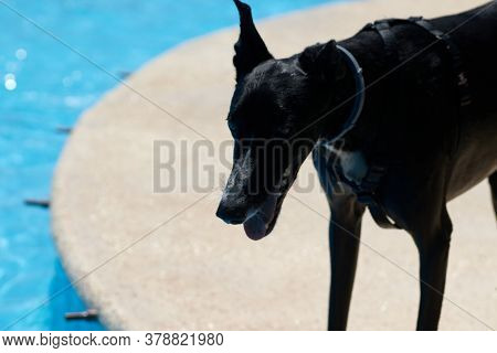 Dog Playing And Swimming In The Pool