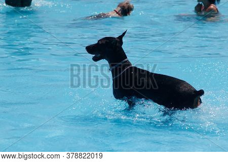Dog Playing And Swimming In The Pool