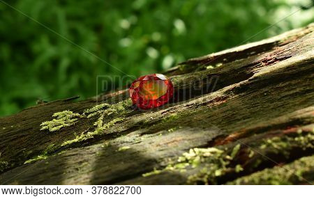 Oval Red Ruby That Has A Luster
Laying On The Bark