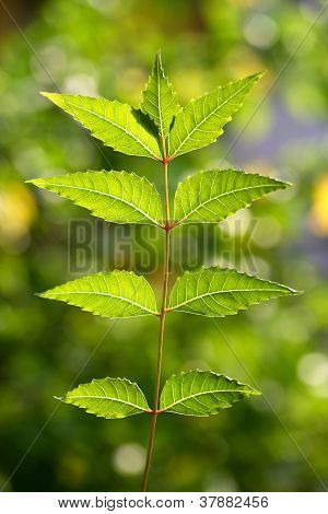 Neem listy azadirachta Indica