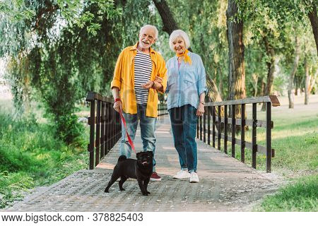Selective Focus Of Smiling Elderly Couple With Pug Dog On Leash Walking In Park During Summer