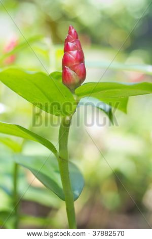 Costus woodsonii