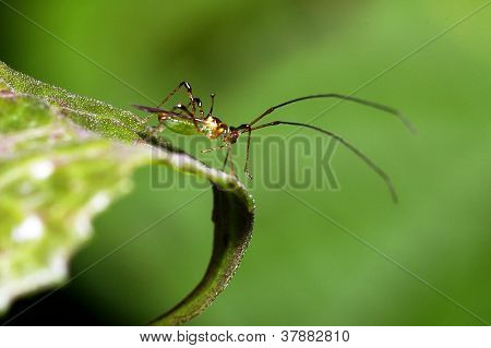 mirid bug