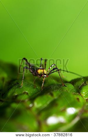 mirid bug