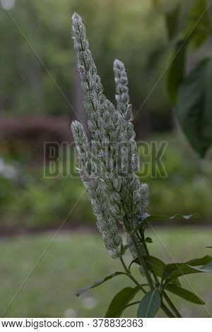 White Shrimp Plant Or Justicia Betonica Is Herb Of Thailand Used To Heal A Wound And Help Quench The