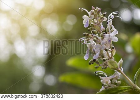 Clerodendrum Serratum Is Herb Of Thailand By Leaf Have Properties Treat Of Hemorrhoid And Eczema.