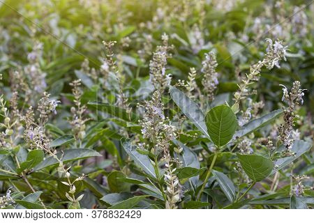 Clerodendrum Serratum In The Garden Is Herb Of Thailand By Leaf Have Properties Treat Of Hemorrhoid 