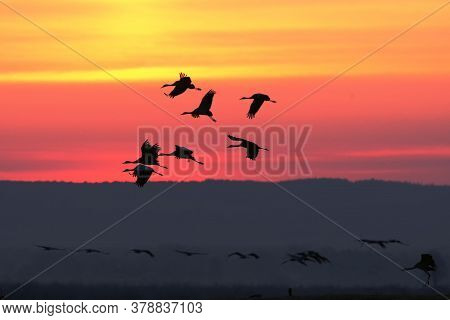 The Common Crane (grus Grus), Also Known As The Eurasian Crane, A Flock Of Cranes Flying In The Suns