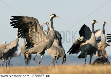 The Common Crane (grus Grus), Also Known As The Eurasian Crane, Flock Of Cranes Dancing In The Meado