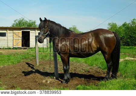 The Adult Horse Is Standing Next To The Hitching Post.