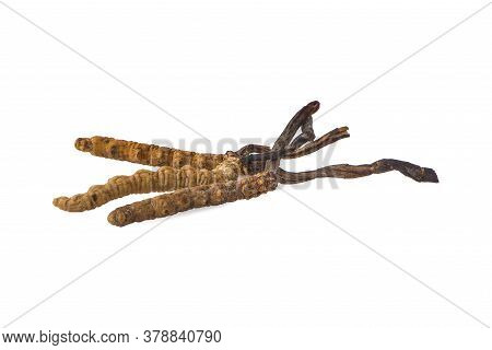 Ophiocordyceps Sinensis (chong Cao, Dong Chong Xia Cao) Or Mushroom Cordyceps This Is A Herbs On Whi