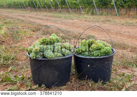 Bucket With A New Crop Of Ripe White Grapes. The Grapes Are Ready For Wine Production. White Ripe Gr