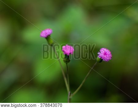 Flower Of Emilia Sonchifolia, Also Known As Lilac Tasselflower Or Cupid's Shaving Brush.