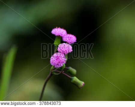 Flower Of Emilia Sonchifolia, Also Known As Lilac Tasselflower Or Cupid's Shaving Brush.