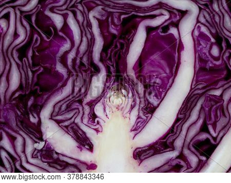 Fresh Raw And Organic Cut Violet Color Cabbage In White Plate As Texture, Background