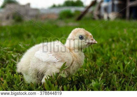 Little Turkey On Green Grass. Turkey-poult Close Up. Turkey Chick Walking In The Air. Eco Farm.