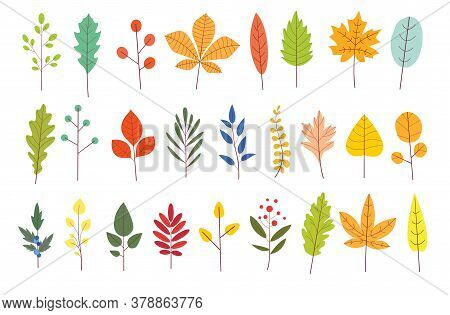 Set Of Colorful Autumn Leaves. Yellow Autumnal Garden Leaf In Simple Cartoon Flat Style. Botanical V