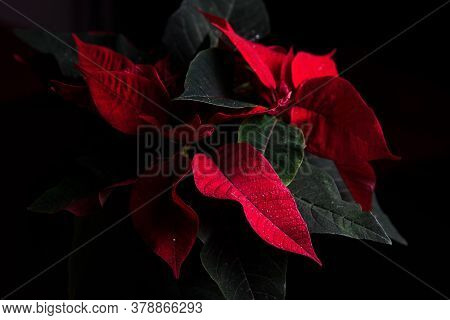 Red And Green Leaves Xmas Tree Black Background