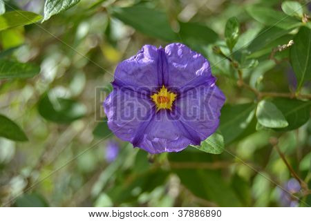 Flor morada