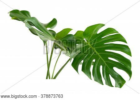 Tropical Green Palm Leaf And Shadow, Abstract Natural Background, Dark Tone
