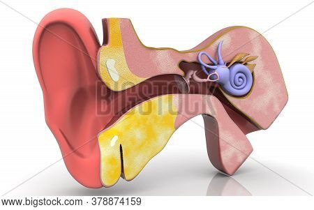 3d Illustration Cross Section Of Inner Ear .cochlea In Color Background