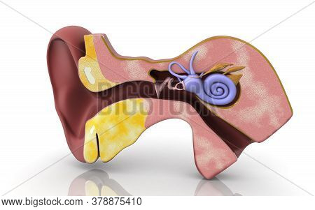 3d Illustration Cross Section Of Inner Ear .cochlea In Color Background